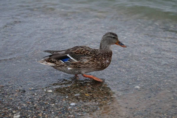 Wild duck on the sea in the evening