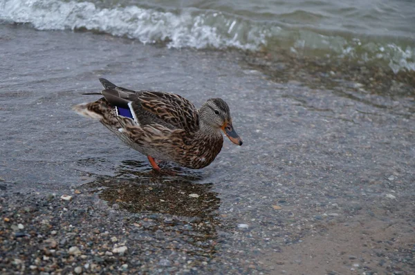 Wild duck on the sea in the evening