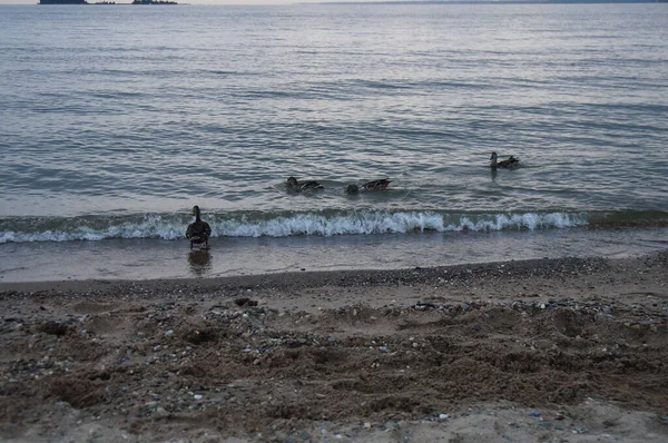 저녁에 바다에 오리들은 먹이를 사람들에게 나갔다 — 스톡 사진