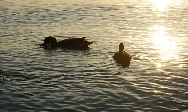 Puesta Sol Mar Tranquilo Con Patos Salvajes —  Fotos de Stock