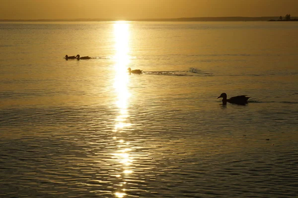 Sunset on a calm sea with wild ducks
