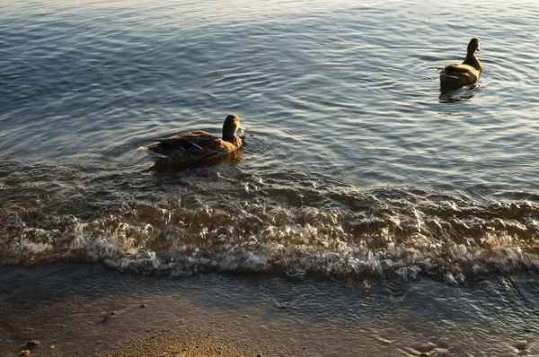 Soirée Sur Une Mer Calme Avec Des Canards Sauvages — Photo