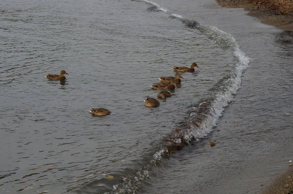 Patos Salvajes Mar Por Noche Salieron Gente Busca Comida —  Fotos de Stock