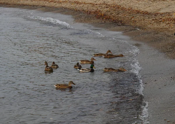 Patos Salvajes Mar Por Noche Salieron Gente Busca Comida —  Fotos de Stock