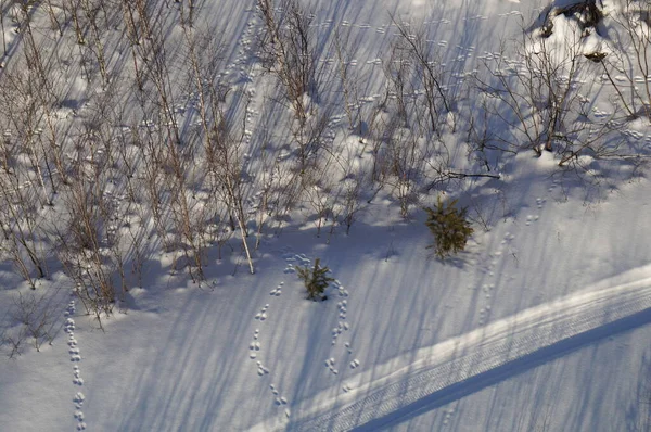Hare tracks in the snow in winter, top view — Stock Image Hare Tracks Snow Winter Top View Stock Photo