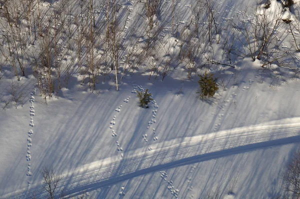 Hare tracks in the snow in winter, top view — Stock Image Hare Tracks Snow Winter Top View Stock Image