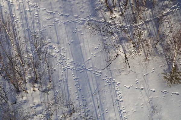 Hare tracks in the snow in winter, top view — Stock Image Hare Tracks Snow Winter Top View Royalty Free Stock Images