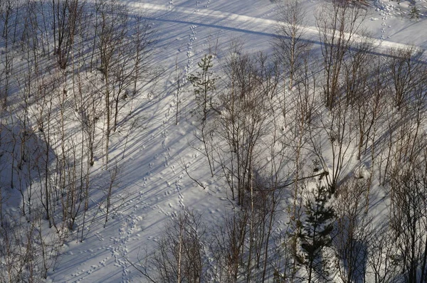Hare tracks in the snow in winter, top view — Stock Image Hare Tracks Snow Winter Top View Royalty Free Stock Photos