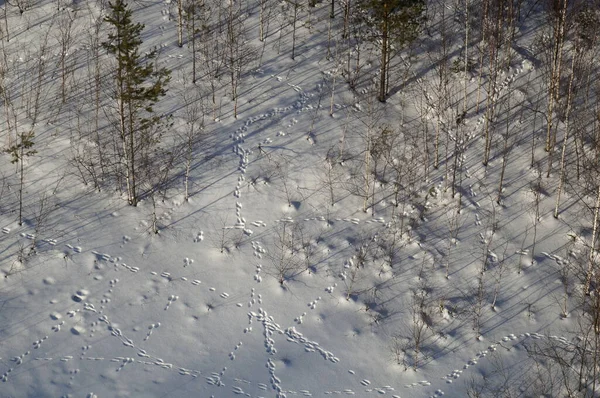 Hare tracks in the snow in winter, top view — Stock Image Hare Tracks Snow Winter Top View Royalty Free Stock Photos