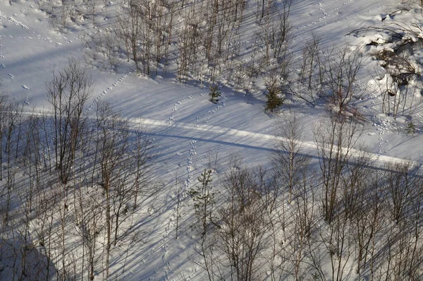 Hare tracks in the snow in winter, top view — Stock Image Hare Tracks Snow Winter Top View Stock Image
