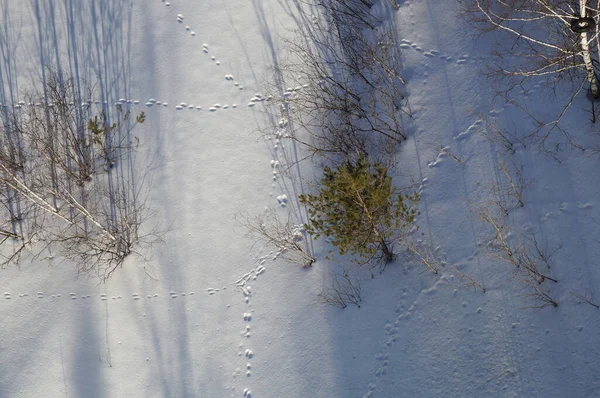 Hare tracks in the snow in winter, top view — Stock Image Hare Tracks Snow Winter Top View Stock Image