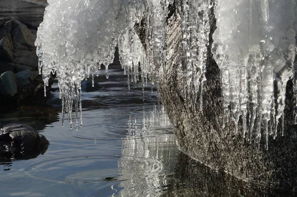 Schöne Winterliche Frühlingslandschaft Spiegelung Von Eiszapfen Klaren Wasser Des Teletskoje — Stockfoto