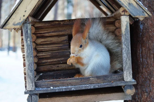 Eichhörnchen Einem Futtertrog Winter Sibirien — Stockfoto