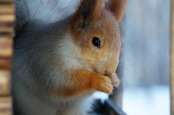 Σκίουρος Μια Ταΐστρα Χειμώνα Στη Σιβηρία — Φωτογραφία Αρχείου