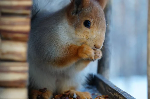 Squirrel Feeding Trough Winter Siberia — Stock Photo, Image