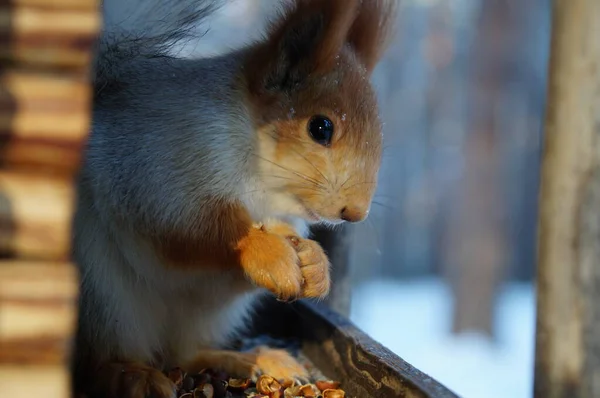 Eichhörnchen Winter Einem Futtertrog Sibirien — Stockfoto