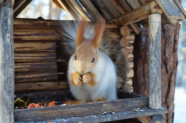 Scoiattolo Una Mangiatoia Inverno Siberia — Foto Stock