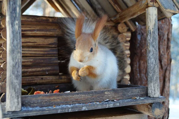 Scoiattolo Una Mangiatoia Inverno Siberia — Foto Stock