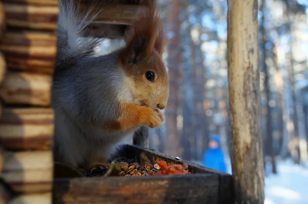 Scoiattolo Una Mangiatoia Inverno Siberia — Foto Stock