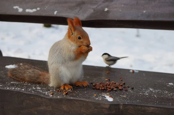 Scoiattolo Una Panchina Mangia Noci Inverno — Foto Stock