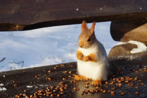 Squirrel Bench Eats Nuts Winter — Stock Photo, Image