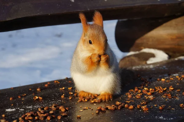 Squirrel Bench Eats Nuts Winter — Stock Photo, Image