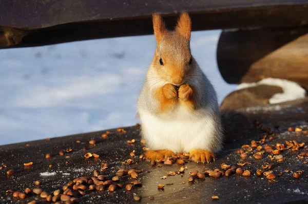 Eichhörnchen Auf Bank Frisst Winter Nüsse — Stockfoto