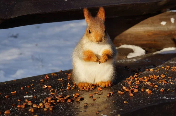 Eichhörnchen Auf Bank Frisst Winter Nüsse — Stockfoto