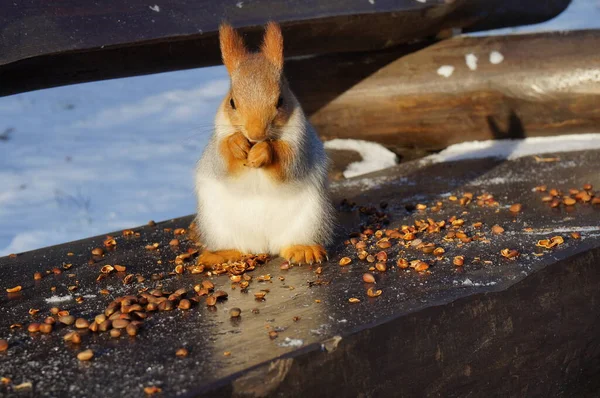 Scoiattolo Una Panchina Mangia Noci Inverno — Foto Stock