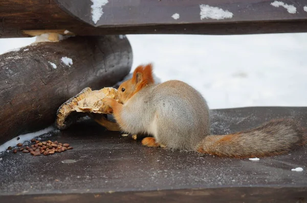 Ein Eichhörnchen Auf Einer Bank Frisst Winter Eine Sonnenblume — Stockfoto