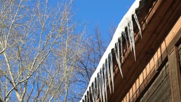 Melting Icicles on a roof — Stock Video