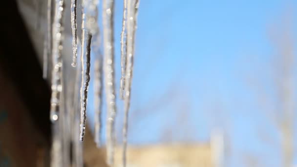 Melting Icicles In Spring — Stock Video