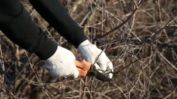 Jardinería de ancianos, cortando arbustos en primavera — Vídeos de Stock