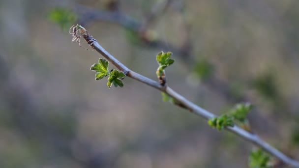 Una araña haciendo una telaraña en un almuerzo en primavera — Vídeos de Stock