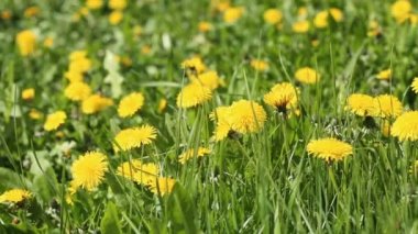 Bahar alan Sarı çiçekli karahindiba