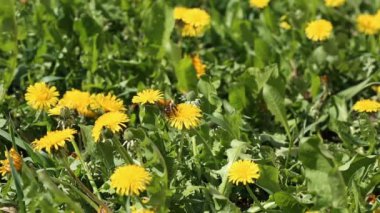 Bumblebee yaz güneş ışığı closeup görünümü altında yeşil çayır üzerinde sarı dandelions üzerinde