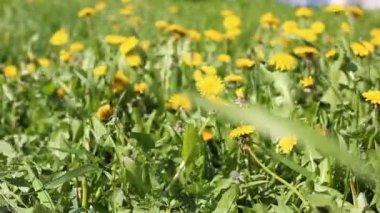 Bahar alan Sarı çiçekli karahindiba