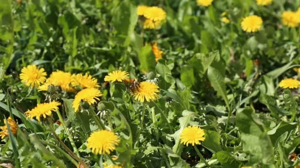 Humla på gula maskrosor på en grön äng under sommaren solljus närbild vy — Stockvideo