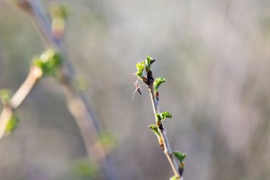 Bir ağaç dalı web küçük örümcek