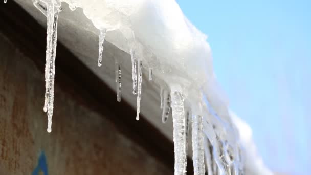 Τήξη Icicles άνοιξη — Αρχείο Βίντεο