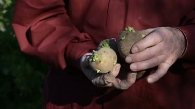 Yaşlı adam holding patates dikimi için eller