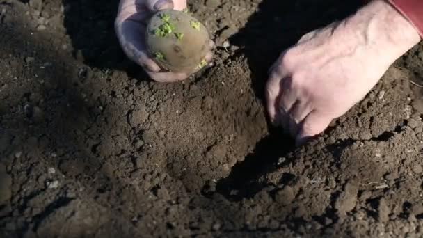Gammal man händerna plantera potatis — Stockvideo