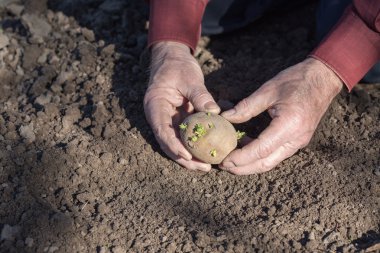 Yaşlı adam ellerini patates dikim