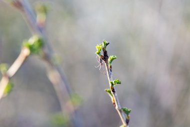 Bir ağaç dalı web küçük örümcek