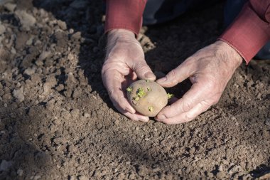 Yaşlı adam ellerini patates dikim