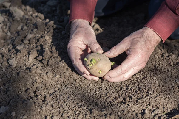 O velho mãos plantando batatas — Fotografia de Stock