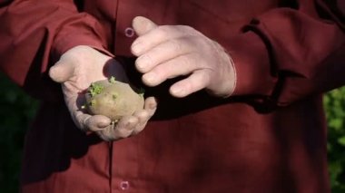Yaşlı adam holding patates dikimi için eller