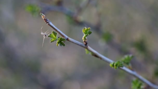 Eine Spinne beim Brunch im Frühling — Stockvideo