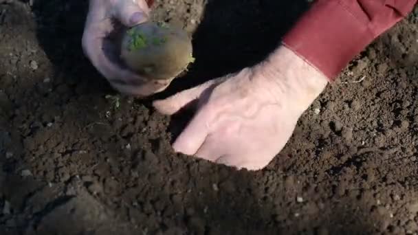 O velho mãos plantando batatas — Vídeo de Stock