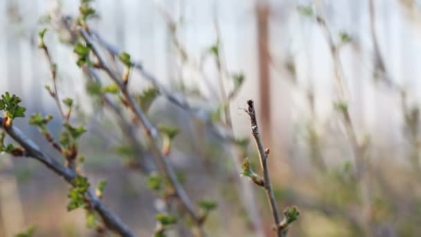 Una araña haciendo una telaraña en un almuerzo en primavera — Vídeos de Stock